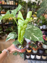 Kép betöltése a galériamegjelenítőbe: Monstera deliciosa “Thai constellation" 12cm