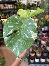Kép betöltése a galériamegjelenítőbe: Monstera deliciosa “Thai constellation" 12cm