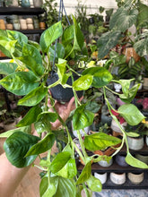 Kép betöltése a galériamegjelenítőbe: Epipremnum aureum "Global green" - akasztós cserépben
