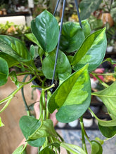 Kép betöltése a galériamegjelenítőbe: Epipremnum aureum "Global green" - akasztós cserépben