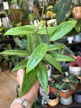 Kép betöltése a galériamegjelenítőbe: Hoya sp. Loei 6cm
