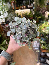 Kép betöltése a galériamegjelenítőbe: Ceropegia woodii variegata 12cm átmérő - Ámpolna gyertyavirág - String of hearts - Tropical Home