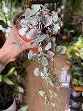 Kép betöltése a galériamegjelenítőbe: Ceropegia woodii variegata 12cm átmérő - Ámpolna gyertyavirág - String of hearts - Tropical Home