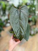 Kép betöltése a galériamegjelenítőbe: Anthurium "Queen of hearts" - Flamingóvirág - Tropical Home