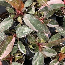 Kép betöltése a galériamegjelenítőbe: Philodendron "Pink princess marble" mini - Tropical Home