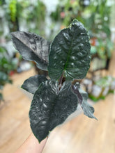 Kép betöltése a galériamegjelenítőbe: Alocasia "Antoro velvet" - Tropical Home