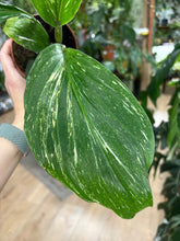 Kép betöltése a galériamegjelenítőbe: Kaempferia pulchra "Marble"