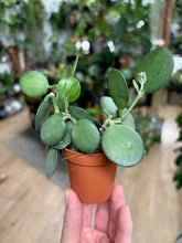 Kép betöltése a galériamegjelenítőbe: Xerosicyos danguyi - Silver Dollar Vine