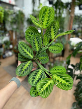 Kép betöltése a galériamegjelenítőbe: Maranta "Lemon lime" - Nyílgyökér - Prayer plant - Tropical Home