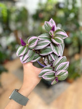 Kép betöltése a galériamegjelenítőbe: Tradescantia albiflora "Nanouk" - Pletyka "Nanouk" - Inch plant