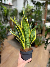 Kép betöltése a galériamegjelenítőbe: Sansevieria trif. "Laurentii" - Anyósnyelv