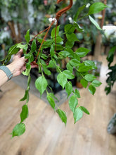 Kép betöltése a galériamegjelenítőbe: Hoya polyneura - Viaszvirág - Fishtail hoya