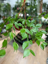 Kép betöltése a galériamegjelenítőbe: Hoya polyneura - Viaszvirág - Fishtail hoya