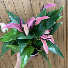 Kép betöltése a galériamegjelenítőbe: Anthurium andreanum "Zizou" - Tropical Home