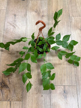 Kép betöltése a galériamegjelenítőbe: Hoya polyneura - Viaszvirág - Fishtail hoya