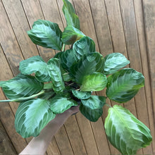 Kép betöltése a galériamegjelenítőbe: Maranta "Silver band" - Nyílgyökér - Prayer plant - Tropical Home