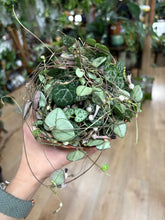 Kép betöltése a galériamegjelenítőbe: Ceropegia woodii 12cm - Ámpolna gyertyavirág - String of hearts