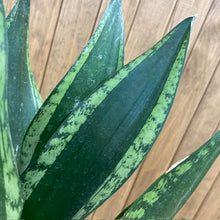 Kép betöltése a galériamegjelenítőbe: Sansevieria trif. "Whitney" - Anyósnyelv - Tropical Home