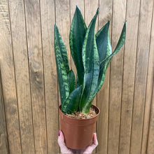 Kép betöltése a galériamegjelenítőbe: Sansevieria trif. "Whitney" - Anyósnyelv - Tropical Home