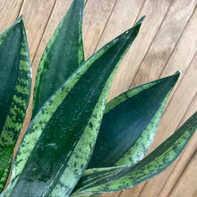 Kép betöltése a galériamegjelenítőbe: Sansevieria trif. "Whitney" - Anyósnyelv - Tropical Home