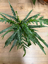 Kép betöltése a galériamegjelenítőbe: Aglaomorpha coronans - Snake leaf fern - Tropical Home