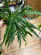 Kép betöltése a galériamegjelenítőbe: Aglaomorpha coronans - Snake leaf fern - Tropical Home