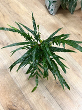 Kép betöltése a galériamegjelenítőbe: Aglaomorpha coronans - Snake leaf fern - Tropical Home