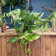 Kép betöltése a galériamegjelenítőbe: Epipremnum aureum "Marble queen" - Márványos szobafutóka - Tropical Home