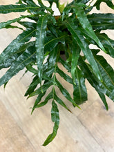 Kép betöltése a galériamegjelenítőbe: Aglaomorpha coronans - Snake leaf fern - Tropical Home