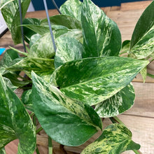 Kép betöltése a galériamegjelenítőbe: Epipremnum aureum "Marble queen" - Márványos szobafutóka - Tropical Home