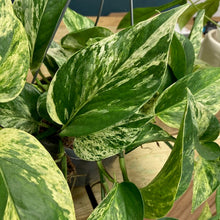 Kép betöltése a galériamegjelenítőbe: Epipremnum aureum "Marble queen" - Márványos szobafutóka - Tropical Home