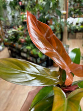Kép betöltése a galériamegjelenítőbe: Philodendron florida bronze