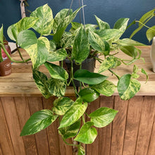 Kép betöltése a galériamegjelenítőbe: Epipremnum aureum "Marble queen" - Márványos szobafutóka - Tropical Home