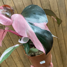 Kép betöltése a galériamegjelenítőbe: Philodendron "Pink princess" 1. - Tropical Home