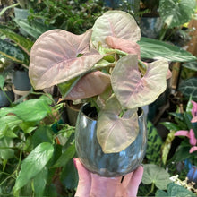 Kép betöltése a galériamegjelenítőbe: Syngonium Neon robusta - Rózsaszín nyíllevél - Arrowhead vine - Tropical Home