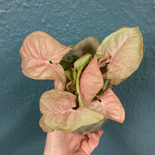 Kép betöltése a galériamegjelenítőbe: Syngonium Neon robusta - Rózsaszín nyíllevél - Arrowhead vine - Tropical Home