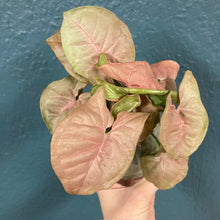 Kép betöltése a galériamegjelenítőbe: Syngonium Neon robusta - Rózsaszín nyíllevél - Arrowhead vine - Tropical Home