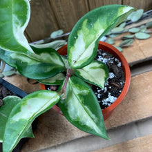 Kép betöltése a galériamegjelenítőbe: "The Krimsons" - Hoya carnosa "Krimson princess" és "Krimson queen"- Viaszvirág csomag kezdőknek - Tropical Home