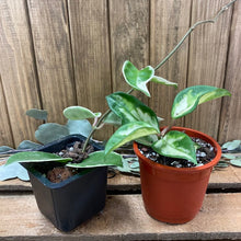 Kép betöltése a galériamegjelenítőbe: "The Krimsons" - Hoya carnosa "Krimson princess" és "Krimson queen"- Viaszvirág csomag kezdőknek - Tropical Home