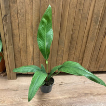 Kép betöltése a galériamegjelenítőbe: Anthurium bakeri - Tropical Home