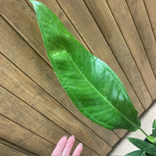 Kép betöltése a galériamegjelenítőbe: Anthurium bakeri - Tropical Home