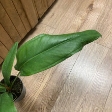 Kép betöltése a galériamegjelenítőbe: Anthurium bakeri - Tropical Home