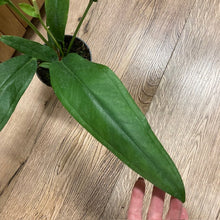 Kép betöltése a galériamegjelenítőbe: Anthurium bakeri - Tropical Home