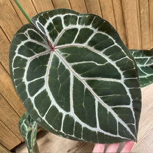 Kép betöltése a galériamegjelenítőbe: DocBlock Anthurium "Michelle 11" ® X "Michelle 1" - 1. - Tropical Home