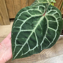 Kép betöltése a galériamegjelenítőbe: DocBlock Anthurium "Michelle 11" ® X "Michelle 1" - 1. - Tropical Home