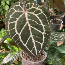 Kép betöltése a galériamegjelenítőbe: DocBlock Anthurium "Michelle 11" ® X "Michelle 1" - 1. - Tropical Home