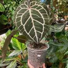 Kép betöltése a galériamegjelenítőbe: DocBlock Anthurium "Michelle 11" ® X "Michelle 1" - 1. - Tropical Home