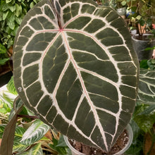 Kép betöltése a galériamegjelenítőbe: DocBlock Anthurium "Michelle 11" ® X "Michelle 1" - 1. - Tropical Home
