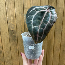 Kép betöltése a galériamegjelenítőbe: DocBlock Anthurium "Michelle 11" ® X "Michelle 1" - 4. - Tropical Home