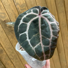 Kép betöltése a galériamegjelenítőbe: DocBlock Anthurium "Michelle 11" ® X "Michelle 1" - 4. - Tropical Home